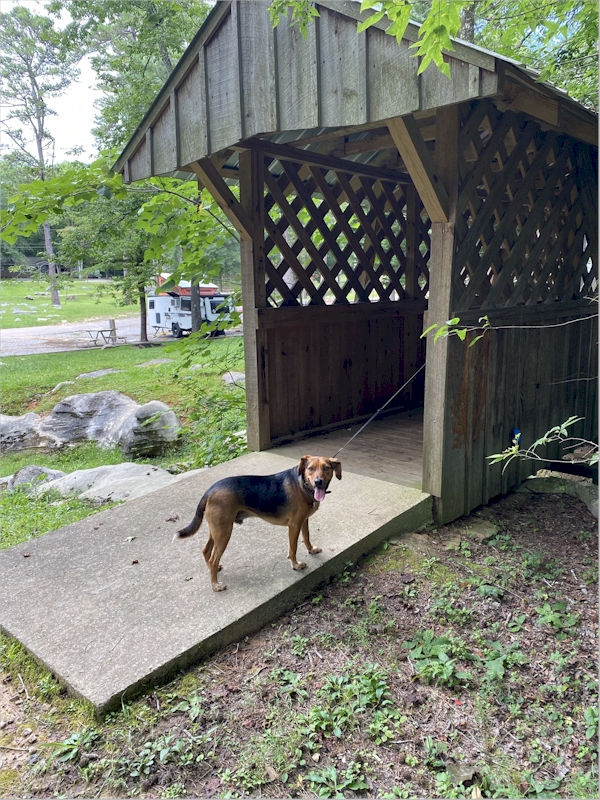 This covered bridge thing was scary, but I was brave and went through it anyway.  Good dog!  Rickwood Caverns State Park, July 7, 2021.