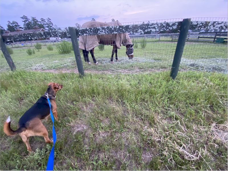 This horse was inside a fence right next to where we camped.  He was SO big!  I had to bark at it because it scared me so much; my human made me go back into the camper.   Stable View, Aiken SC, July 20, 2021.