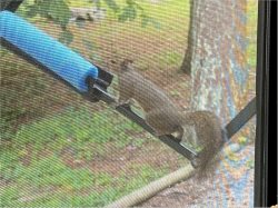 I hate squirrels!  This one climbed on the awning strut and teased me; I wanted to cry.  Rickwood Caverns State Park, July 7, 2021.