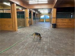 We camped for a couple of nights at an equestrian training place (I don't know what that means).  It was really nice, except there were these giant doggos called "horses" there that were really scary. Stable View, Aiken SC, July 20, 2021.