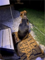 I'm always on the lookout for those nasty-ass squirrels, even at night! Stable View, Aiken SC, July 20, 2021.