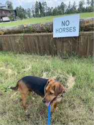 This was my favorite part of the horse place; can you guess why? Stable View, Aiken SC, July 20, 2021.