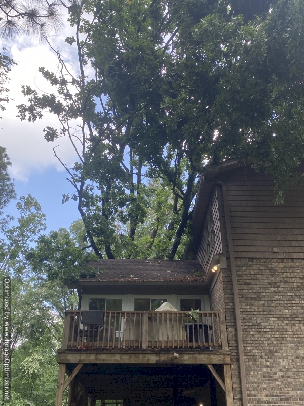 Back porch.  If the tree had fallen in a slightly different direction, it would have taken out the porch roof and squashed me.