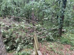 A second tree took out part of the backyard fence.