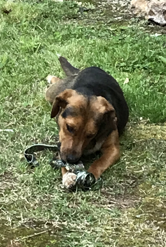 My human gave me toys to play with.  I like toys.