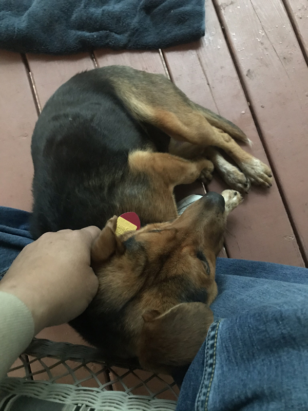 I got really good scratches and snuggles on the front porch.