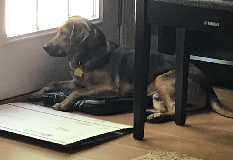 I felt safe sitting under the piano.  I could see out the door and look for chipmunks, too!