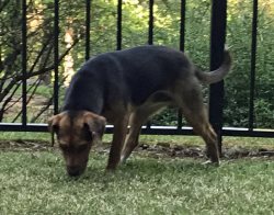 My new back yard had a fence and lots of stuff to explore.