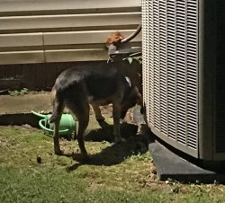 There is something living behind this noisy box thing, and I'm going to find it!