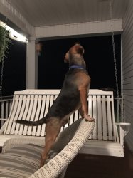 Trying to catch some flying porch raisins!