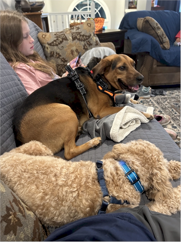 Me with my grandhumans' dog Lady.  We chase each other around the house like crazy dogs.