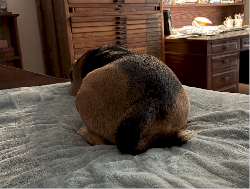 Getting ready to pounce on a sock on the floor (that's my hunting grounds).  OK, I lied; I'm sleeping...