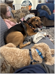 Me with my grandhumans' dog Lady.  We chase each other around the house like crazy dogs.