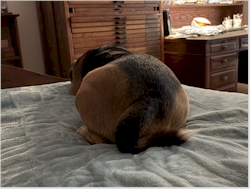 Getting ready to pounce on a sock on the floor (that's my hunting grounds).  OK, I lied; I'm sleeping...