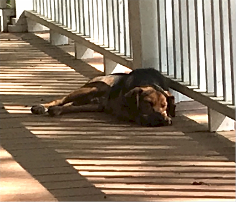 The porch at the old house was a great place to sleep!  I had sunlight and squirrels to look at. April 17, 2020.