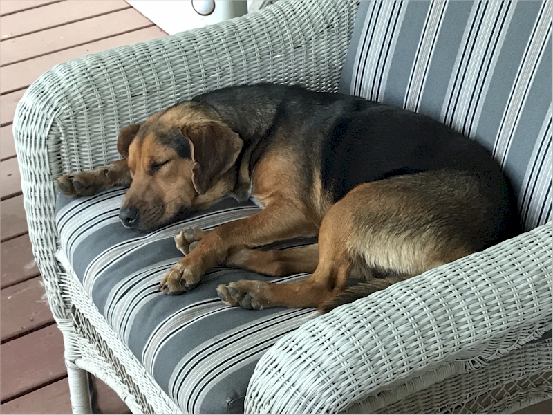 The porch at the old house was a great place to sleep!  Sometimes I slept on a chair... soft cushions! April 17, 2020.