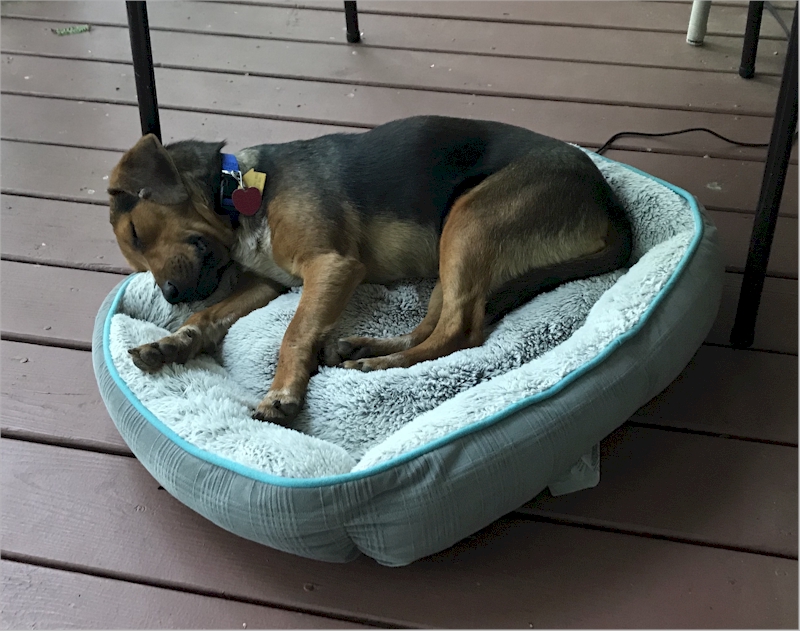 This bed was on the porch for a while until I ate it. April 27, 2020.