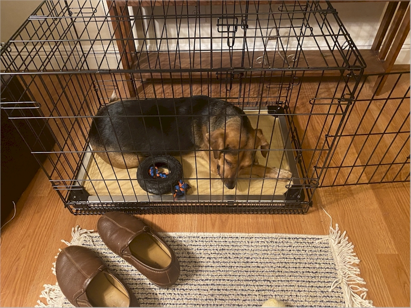 I got a smaller crate after a while; and an indestructible bed.  It would fit in more places in the house.  At night I slept in the small crate in the bedroom. October 12, 2020.