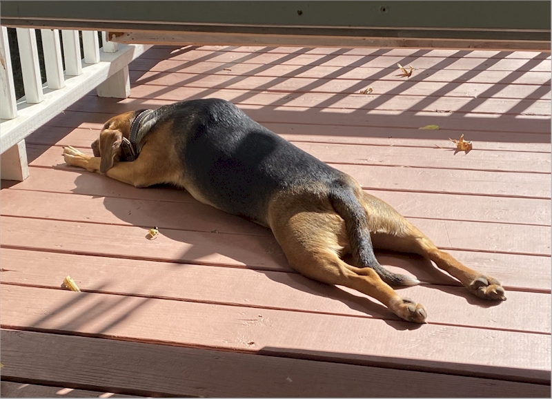 Sometimes a doggo just has to stretch out on the warm floor! November 11, 2020.