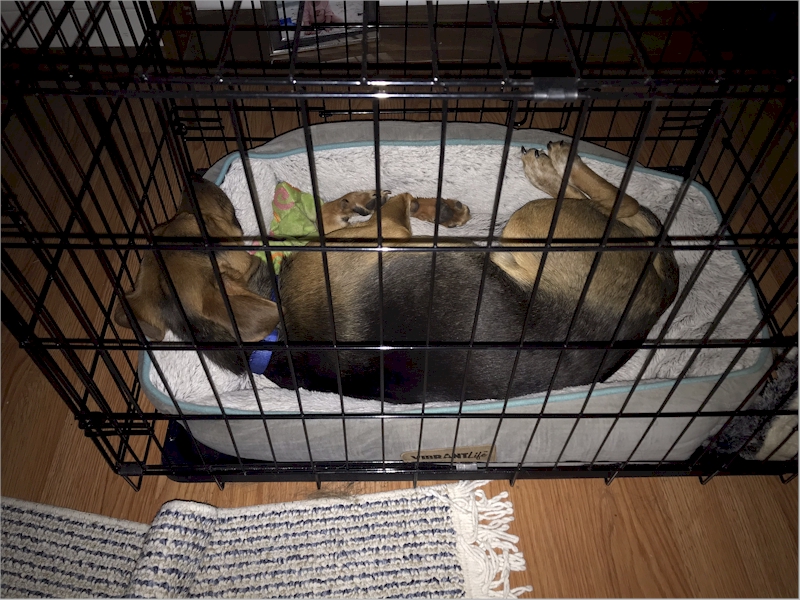 I liked my small crate.  At night I slept in the small crate in the bedroom. June 30, 2020.