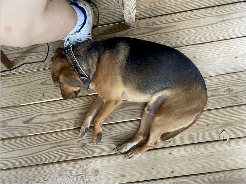 The porch in the new house is almost as comfy as the one at the old house. And sometimes I sleep on my human's foot so he won't go away. July 17, 2021.