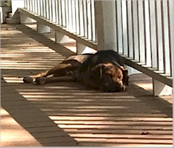 The porch at the old house was a great place to sleep!  I had sunlight and squirrels to look at. April 17, 2020.