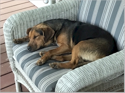 The porch at the old house was a great place to sleep!  Sometimes I slept on a chair... soft cushions! April 17, 2020.