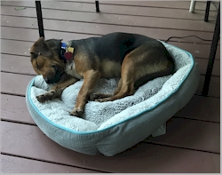 This bed was on the porch for a while until I ate it. April 27, 2020.