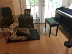 Sometimes my human would play the piano thing while I slept in my crate. I liked that!  May 26, 2020.