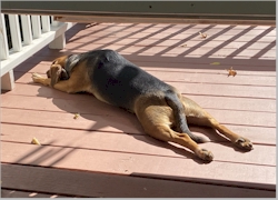 Sometimes a doggo just has to stretch out on the warm floor! November 11, 2020.