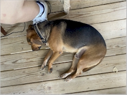 The porch in the new house is almost as comfy as the one at the old house. And sometimes I sleep on my human's foot so he won't go away. July 17, 2021.