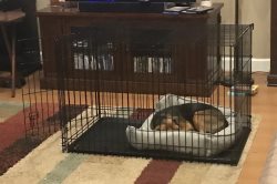 When my human first brought me home, he let me sleep in a big crate.  It was comfy; I felt safe in there. April 25, 2020.