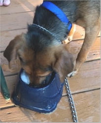 I love to find ice in my water bowl.  It